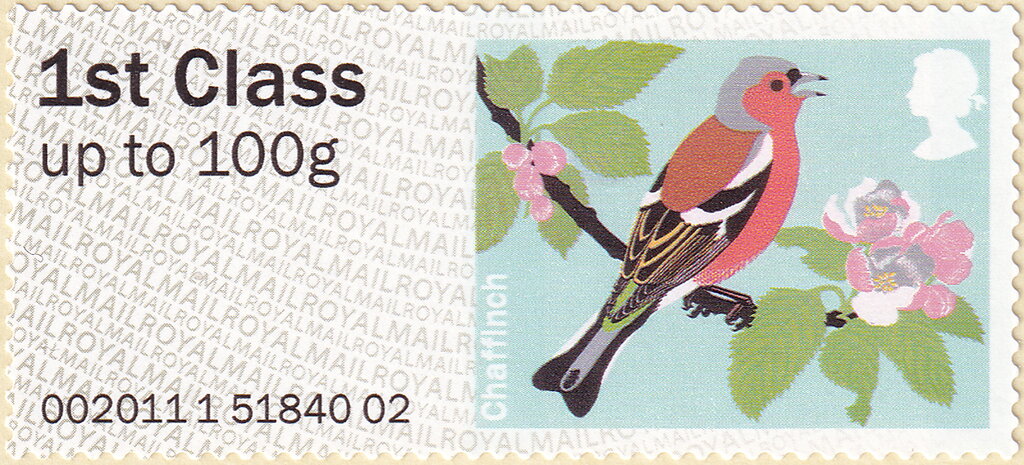 Common Chaffinch (Fringilla coelebs)