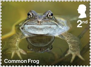 Stamp, Common Frog, United Kingdom of Great Britain & Northern Ireland,  , Animals (Fauna), Frogs