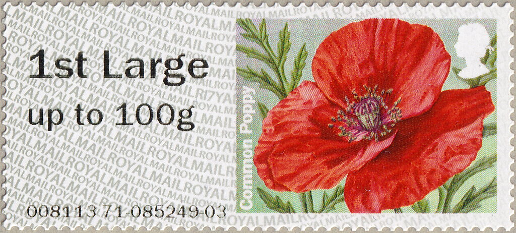 Common Poppy (Papaver rhoeas)