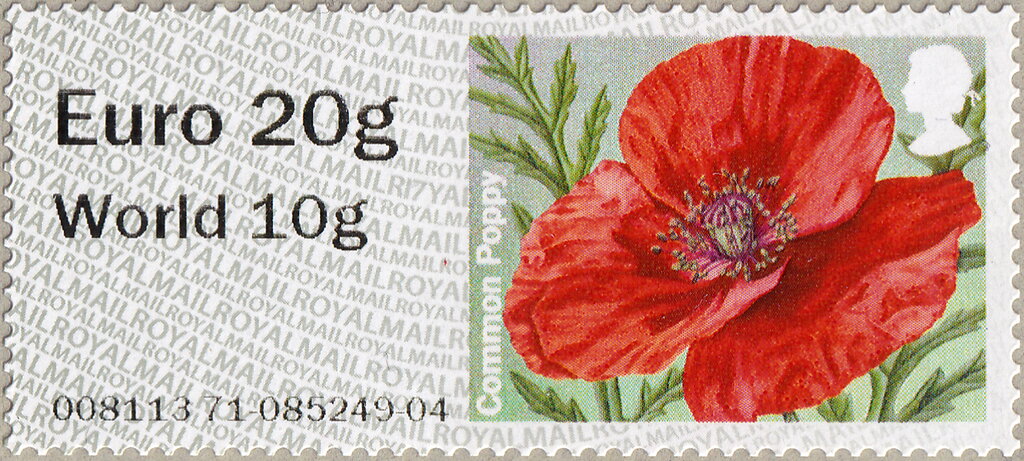 Common Poppy (Papaver rhoeas)