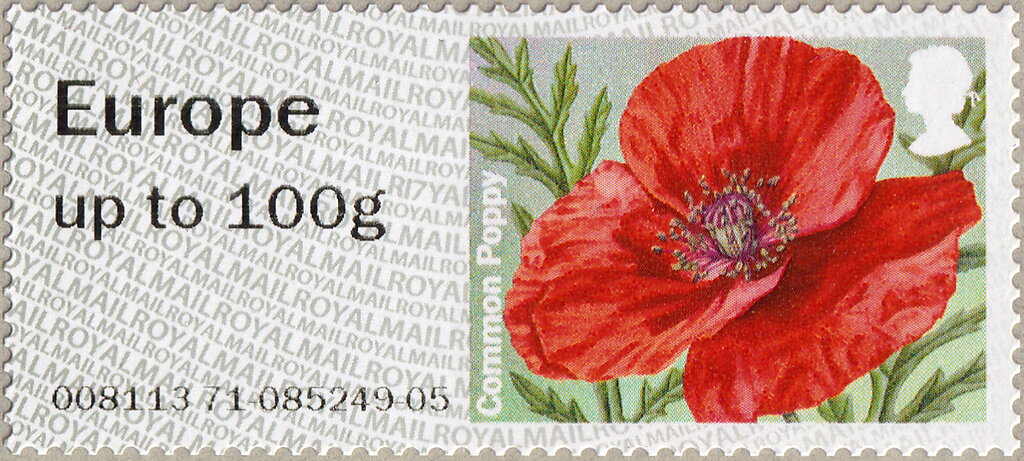 Common Poppy (Papaver rhoeas)
