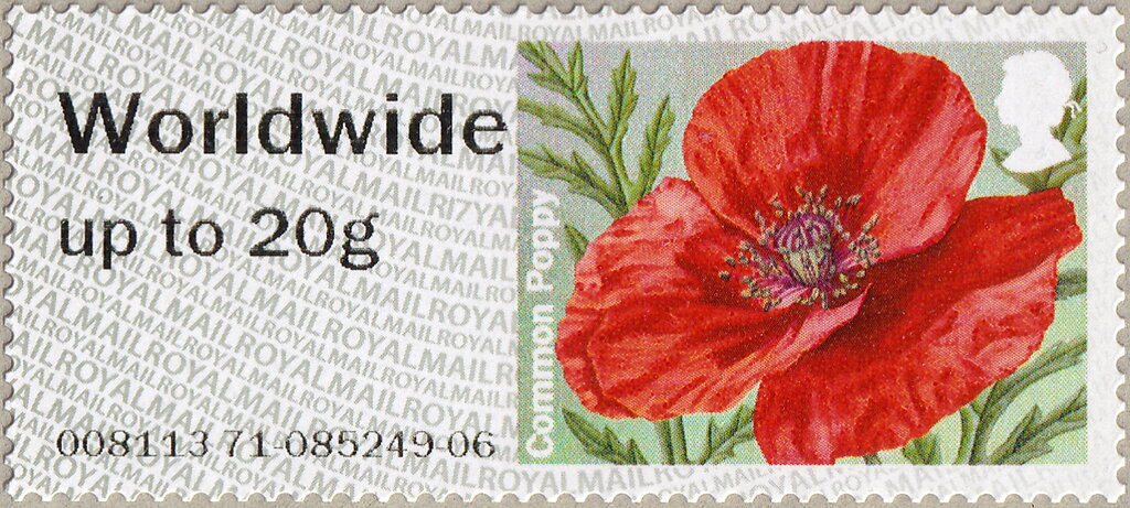 Common Poppy (Papaver rhoeas)