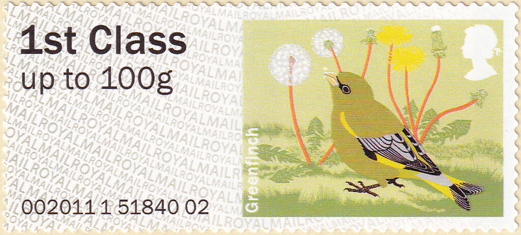 European Greenfinch (Chloris chloris)