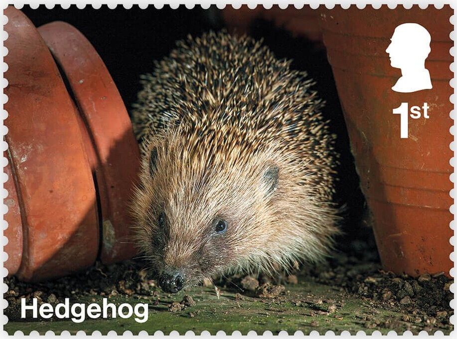Hedgehog