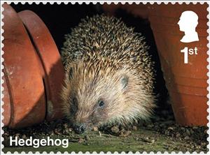 Stamp, Hedgehog, United Kingdom of Great Britain & Northern Ireland,  , Animals (Fauna), Hedgehogs, Mammals