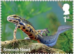 Stamp, Smooth Newt, United Kingdom of Great Britain & Northern Ireland,  , Animals (Fauna), Salamander