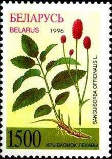 Sanguisorba officinalis