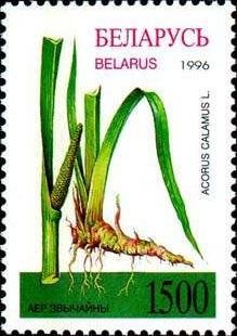 Stamp, Acorus calamus, Belarus,  , Flowers, Plants (Flora)