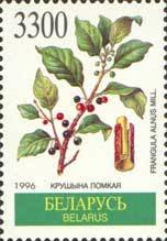 Stamp, Frangula alnus, Belarus,  , Flowers, Plants (Flora)