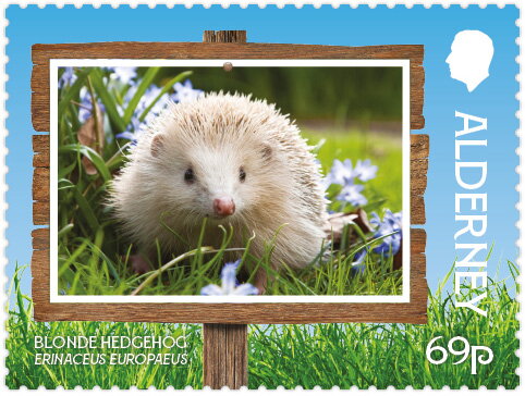 Blonde Hedgehog (Erinaceus europaeus)