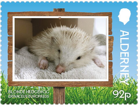 Blonde Hedgehog (Erinaceus europaeus)