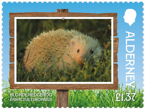 Blonde Hedgehog (Erinaceus europaeus)