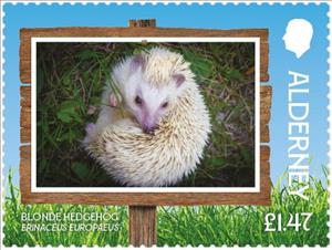 Stamp, Blonde Hedgehog (Erinaceus europaeus), Alderney,  , Animals (Fauna), Hedgehogs, Mammals