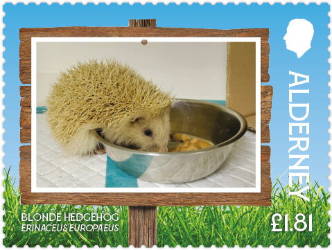 Blonde Hedgehog (Erinaceus europaeus)