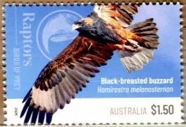 Black-Breasted Buzzard (Hamirostra melanosternon)