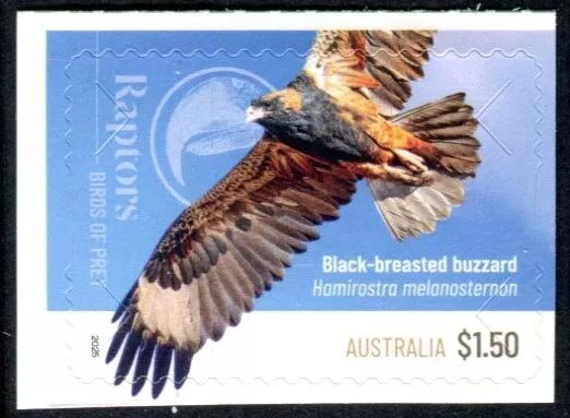 Black-Breasted Buzzard (Hamirostra melanosternon)