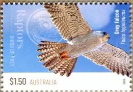 Stamp, Grey Falcon (Falco hypoleucos), Australia,  , Animals (Fauna), Birds, Birds of Prey, Falcons