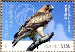 Little Eagle (Hieraaetus morphnoides)