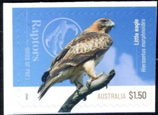 Little Eagle (Hieraaetus morphnoides)