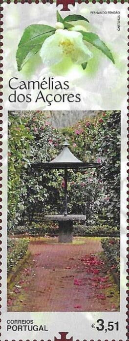 Camelias of the Azores