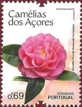 Camellia 'Patrícia Bensaude Fernandes'