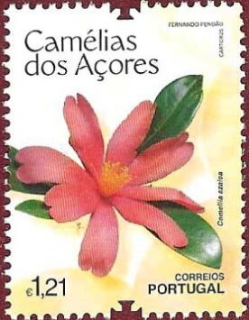 Camellia azlea