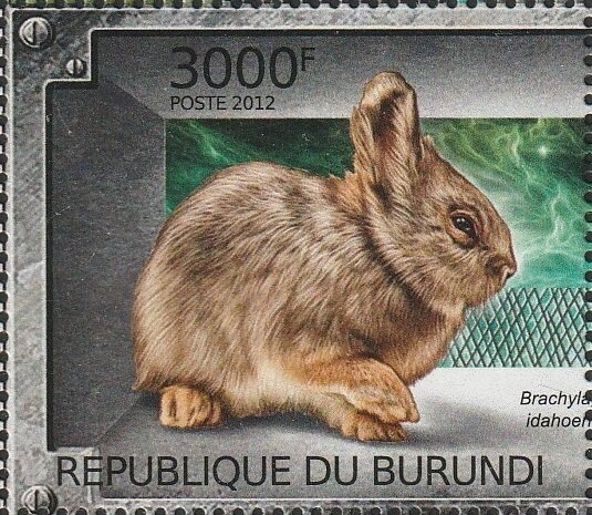 Brachylagus idahoensis