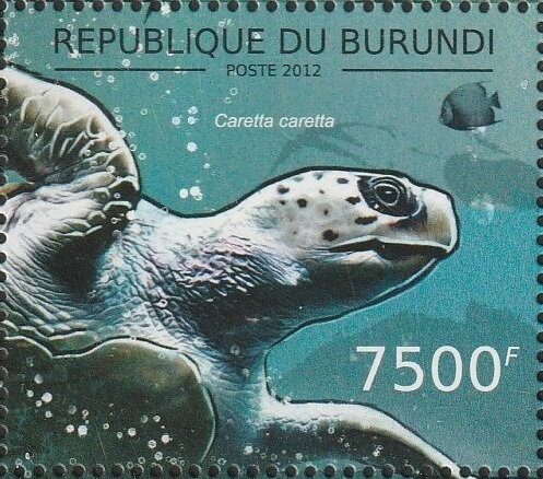 Caretta caretta