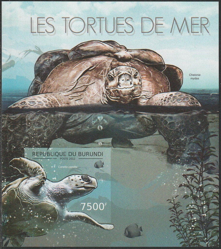 Caretta caretta