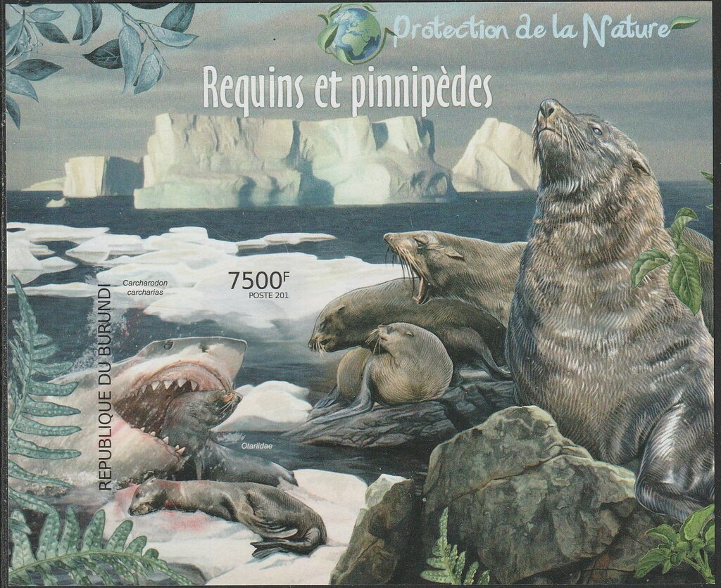 Charcharodon carcharias