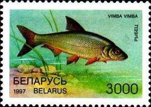 Vimba Bream (Vimba vimba)