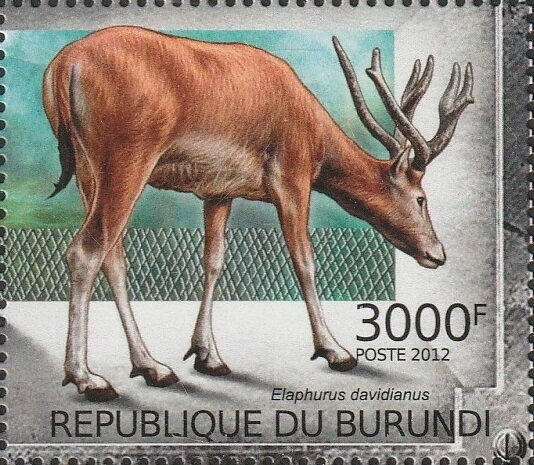 Elaphurus davidianus