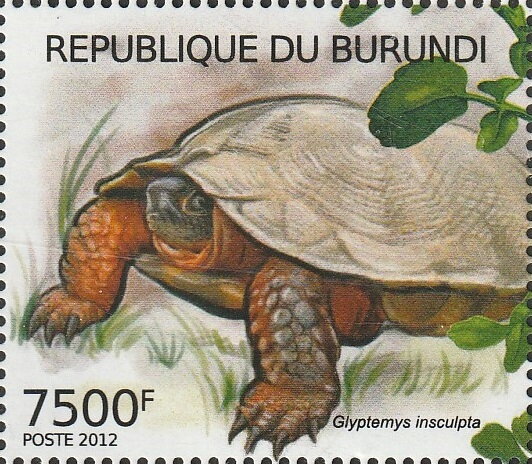 Glyptemys insculpta
