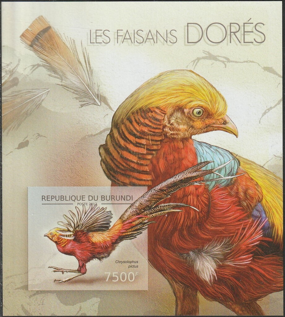 Golden Pheasant (Chrysolophus pictus)