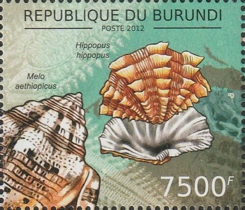 Hippopus hippopus / Melo aethiopicus