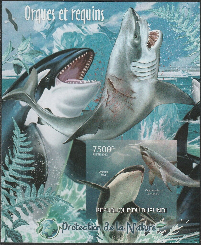 Killer Whale (Orcinus orca), Great White Shark (Carcharodon)