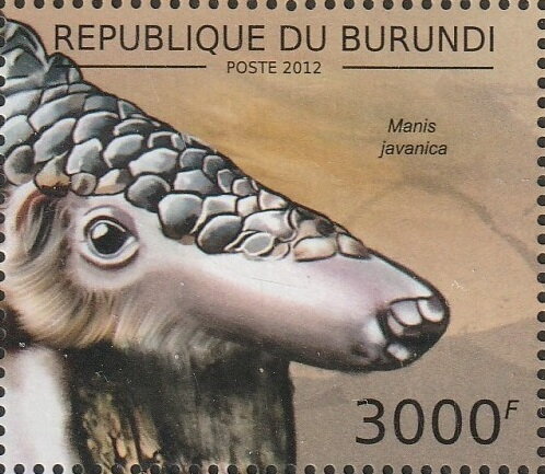 Manis javanica