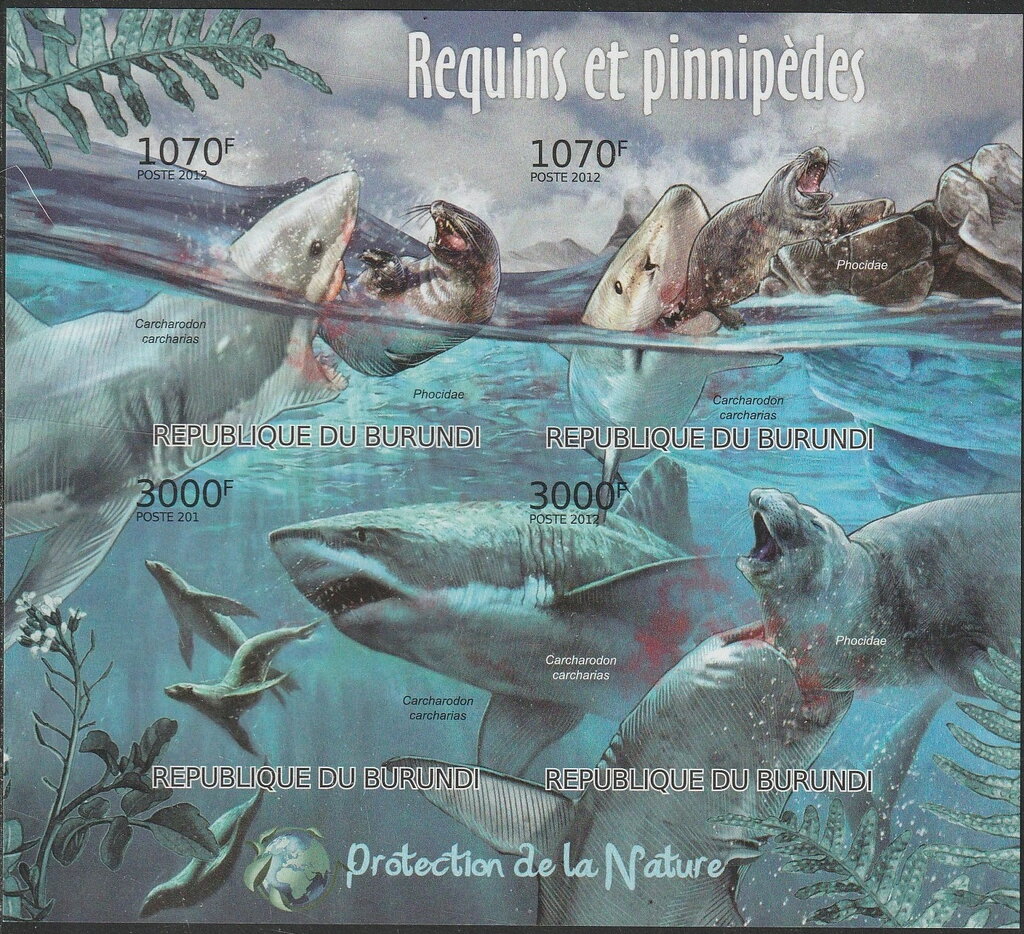Sharks & Pinnipeds, (Carcharodon charcharias, Phocidae).