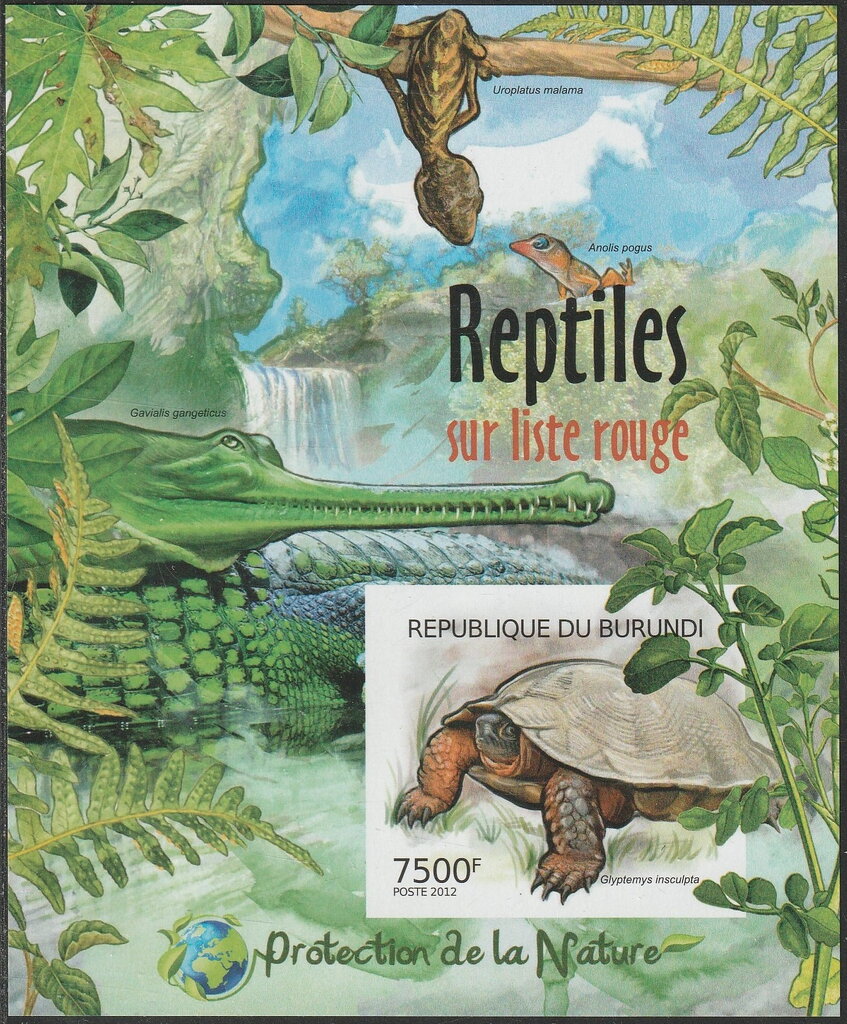 Wood Turtle (Glyptemys insculpta)