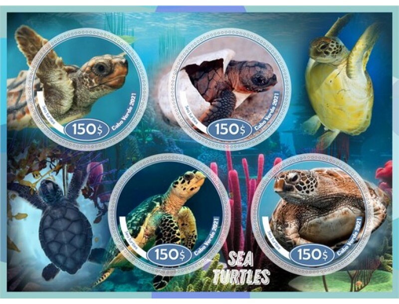 Fauna - Sea Turtles