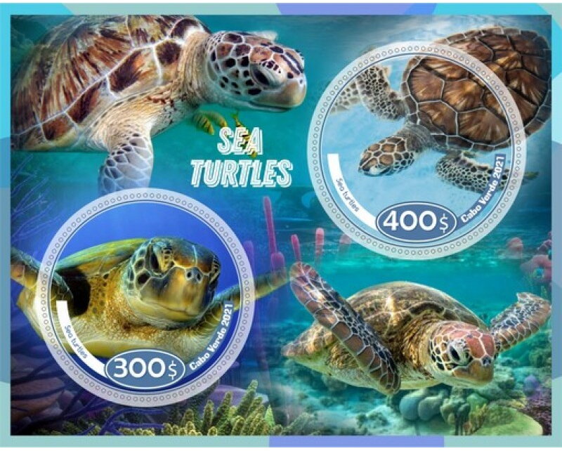 Fauna sea turtles