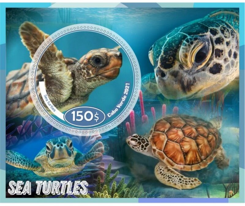 Fauna sea turtles