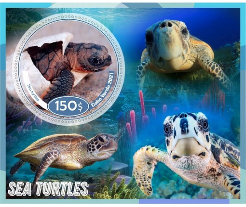 Fauna sea turtles
