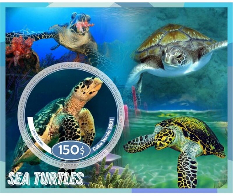 Fauna sea turtles