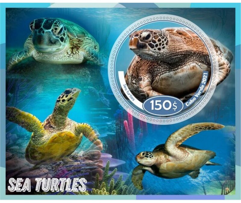 Fauna sea turtles