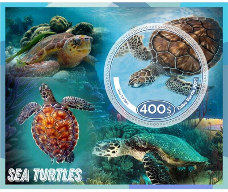Fauna sea turtles
