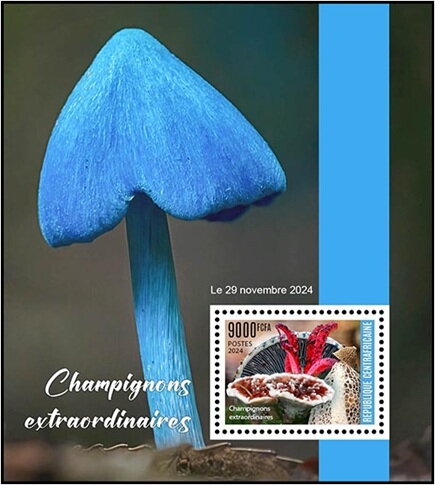 Amazing Mushrooms