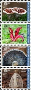 Amazing Mushrooms