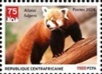 Red Panda (Ailurus fulgens)