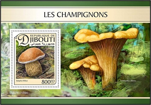 Boletus alutarius (Tylopilus felleus)